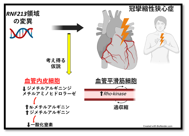 冠攣縮性狭心症と心筋梗塞での死亡率との関連を解析～日本人の大規模ゲノム解析で解明～