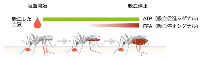 蚊は腹八分目を知る ～吸血停止シグナルの発見～