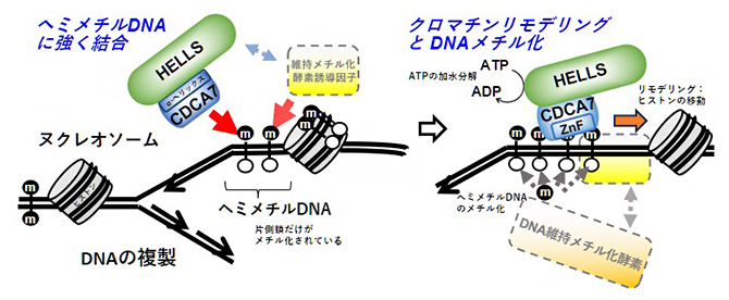 DNAメチル化調節因子の作用機作を解明～疾患治療や創薬の基礎につながると期待～