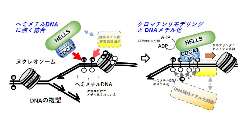 DNAメチル化調節因子の作用機作を解明 | 理化学研究所 DNAメチル化調節因子の作用機作を解明 | 理化学研究所