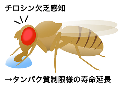 非必須栄養素が寿命や代謝生理を制御する～チロシンの摂取制限で寿命延長～