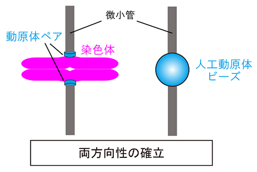 常識外れの新設計!世界初の人工動原体ビーズ～たった2種類のタンパク質を起点に両方向性が確立する～