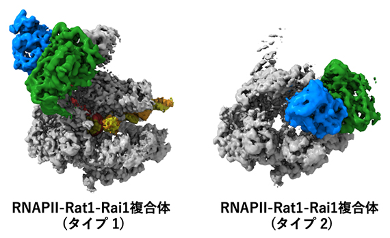 転写終結の前(タイプ1)と後(タイプ2)のRNAPⅡ-Rat1-Rai1複合体構造の図