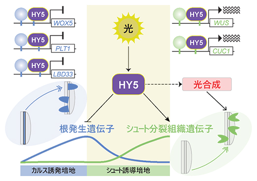 光が植物の再生運命を決める～光条件の調整による再生効率向上への期待～