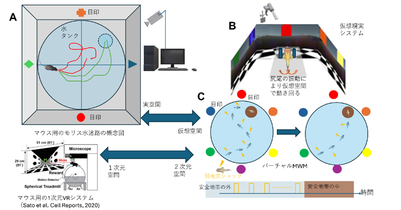 ゼブラフィッシュの空間学習機能を実証 | 理化学研究所 ゼブラフィッシュの空間学習機能を実証 | 理化学研究所