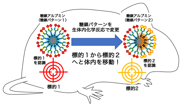臓器から臓器へと体内を自在に動く分子～生体内で化学反応を駆動力として糖鎖の認識を変える～