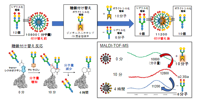質量分析法(MALDI-TOF-MS)によるclick-to-release反応の追跡の図