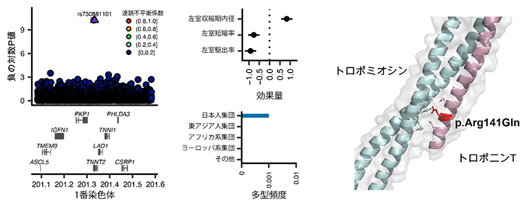 ヒトの特徴を形作る遺伝多型～非ヨーロッパ系集団における最大規模のゲノム研究で明らかに～