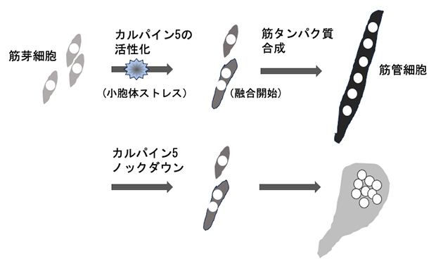 筋肉作りに先立つタンパク質分解～カルシウム依存性分解酵素の生理的な役割を発見～