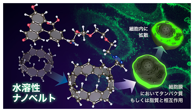 水に溶ける炭素のナノベルト～ナノカーボン材料の生物分野での新たな可能性～