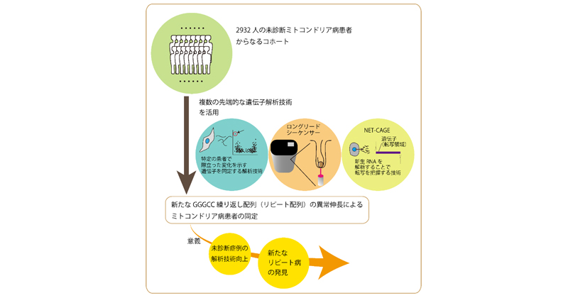 新規ミトコンドリア病治療薬候補MA-5の神経筋疾患 | プレス