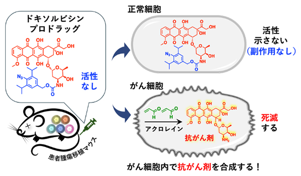 副作用を劇的に抑えた抗がん剤ドキソルビシンの開発～精密有機合成化学で必要量の薬剤をがん細胞内で発生～