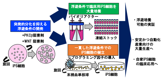 iPS細胞を浮遊培養で樹立・大量培養～突発的分化を防ぐ化合物を見つけ、安定した生産手法を確立～