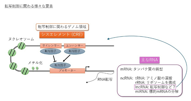 FANTOMウェブリソースの最新アップデート～ノンコーディングRNA・シスエレメントの新データ公開～