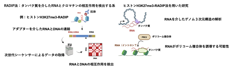 RNA-クロマチン相互作用の新検出法を開発～タンパク質を介したノンコーディングRNAの機能解析が可能～