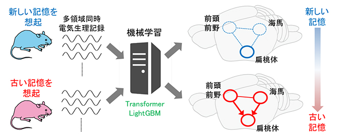 記憶の形成時期を反映する神経活動～機械学習により記憶の古さを示す多領域活動パターンを特定～