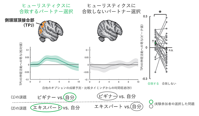 側頭頭頂接合部(TPJ)の社会的認知に対する寄与の図