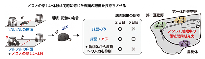 情動が記憶を強化する神経メカニズムを解明～楽しい体験は睡眠中に脳の協調性を高める～