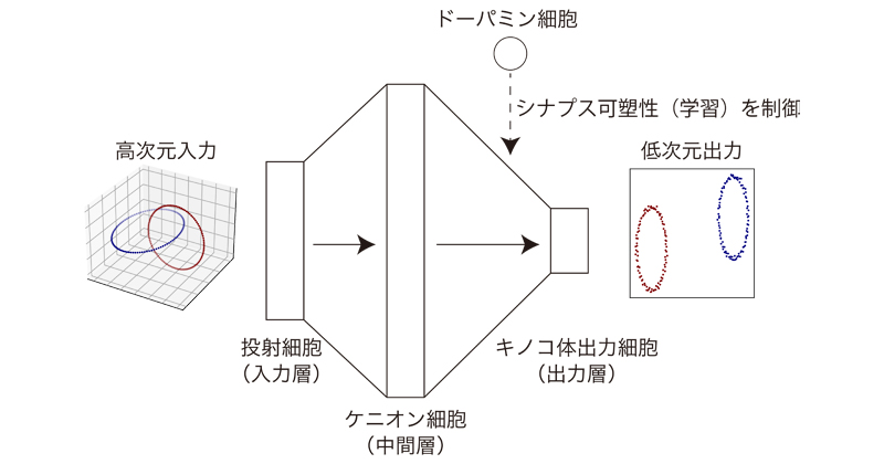 大切な情報を抽出する神経回路モデル | 理化学研究所