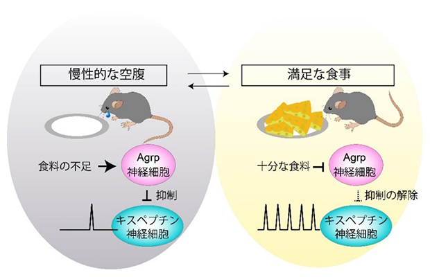 食料不足(左)と十分な食料のある状態(右)における生殖中枢の活動制御の図