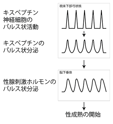 性腺刺激ホルモンの分泌リズムを制御するキスペプチン神経細胞の図