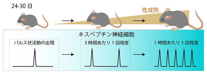 思春期におけるキスペプチン神経細胞のパルス状活動の増加の図