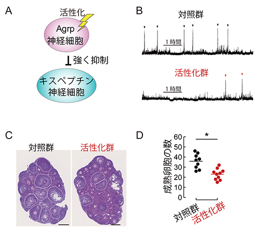 Agrp神経細胞の活性化によるキスペプチン神経細胞の抑制と性成熟の遅延の図