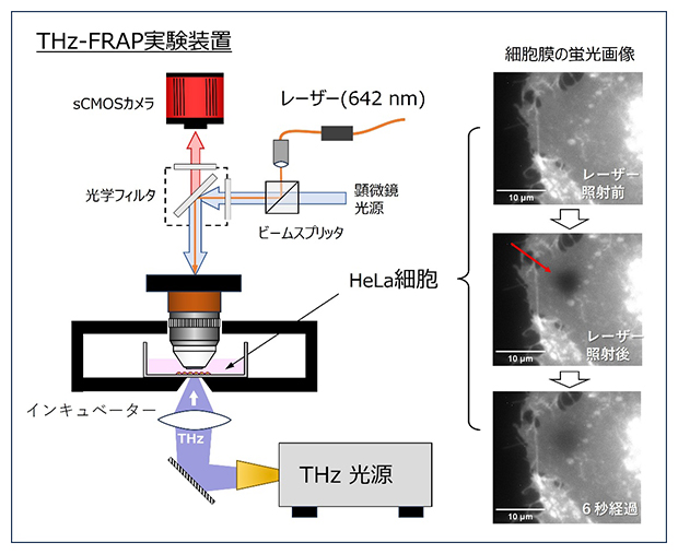 テラヘルツ波が細胞膜の相転移を誘起～非熱効果のメカニズム解明へ～