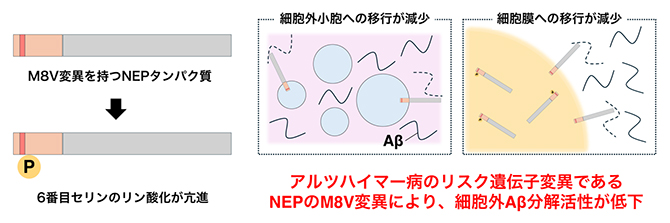 アルツハイマー病の新たなリスク遺伝子の機能解明～アミロイドβ分解酵素の分解効率を低下させる遺伝子変異の解析～