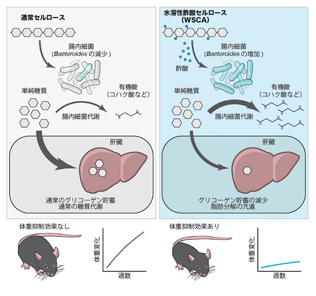水溶性酢酸セルロース(WSCA)による腸内細菌を介した肥満抑制効果の図