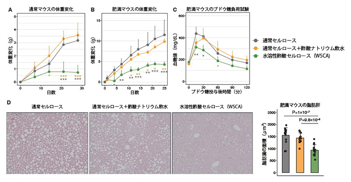 水溶性酢酸セルロース(WSCA)による体重抑制効果の図