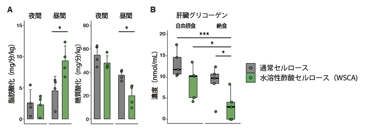 水溶性酢酸セルロース(WSCA)による宿主代謝に対する効果の図