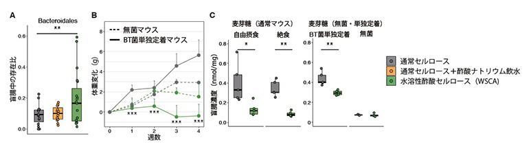 水溶性酢酸セルロース(WSCA)の腸内環境に対する効果の図