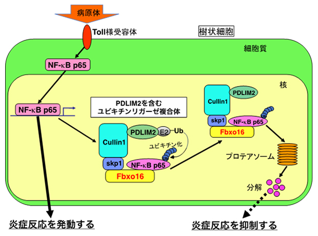 炎症を制御する新たな分子を発見～過剰な炎症を防ぐ仕組みの一端を解明～