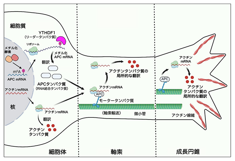 神経回路の形成に重要なmRNAのメチル化～細胞体でのメチル化が成長円錐での翻訳を制御～