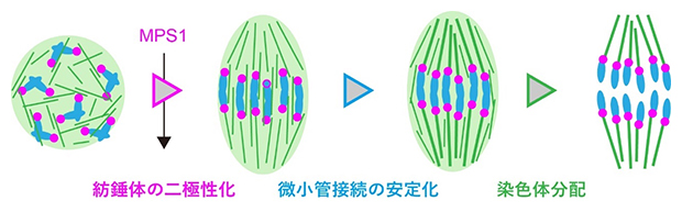 卵子へ染色体を正しく分配する手順～動原体が安全な手順での染色体分配を準備する～