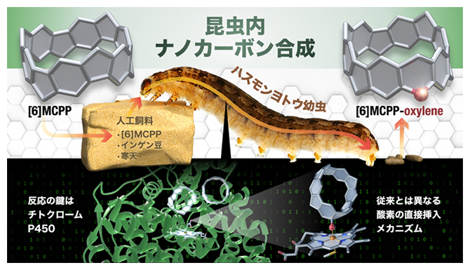 昆虫の体内で機能性分子ナノカーボンを合成～ウンチのなかに新機能性物質～