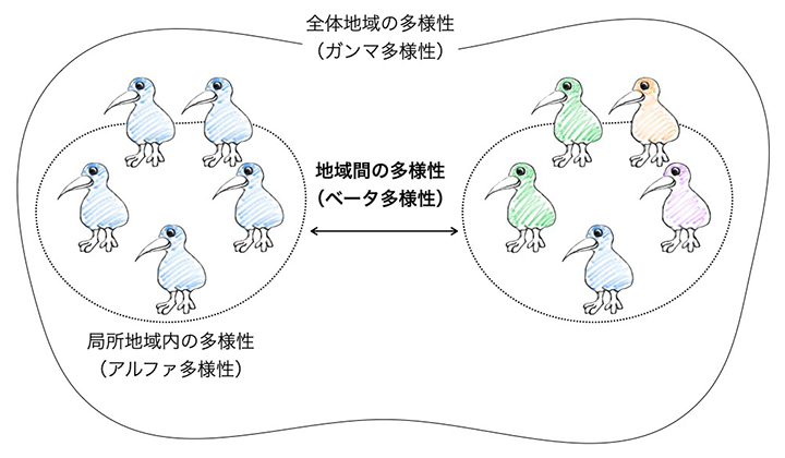 空間的な生物多様性を推論するための理論を構築～生物多様性の地域間の違いや増減を定量評価～