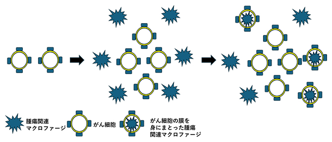 腫瘍免疫を二分する特異なマクロファージの同定～がん細胞が免疫を低下させる仕組み～
