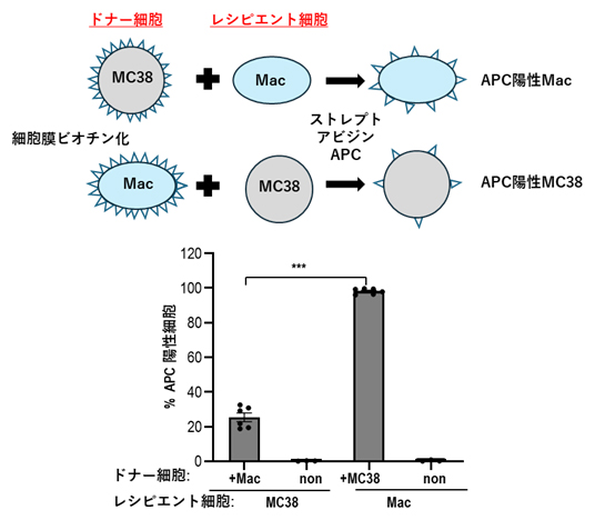 マクロファージと腫瘍細胞(MC38)間のトロゴサイトーシスの検討の図
