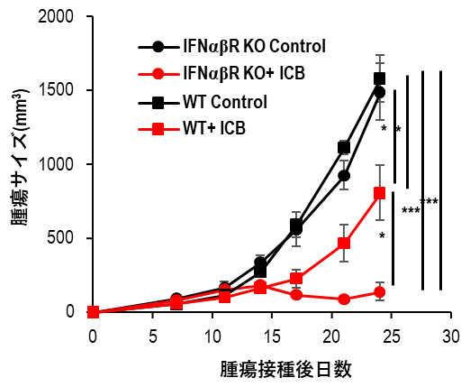 type I IFNの受容体欠損マウス(IFNαβR KO)におけるICBの効果の図