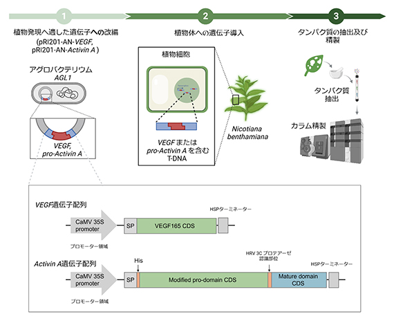本研究で開発した植物発現系の概略図の画像