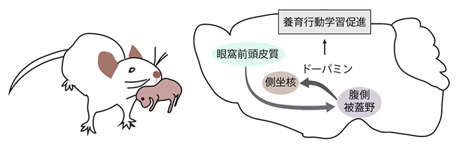マウスの母性養育行動を促進する神経機構～眼窩前頭皮質による報酬系制御メカニズムの発見～
