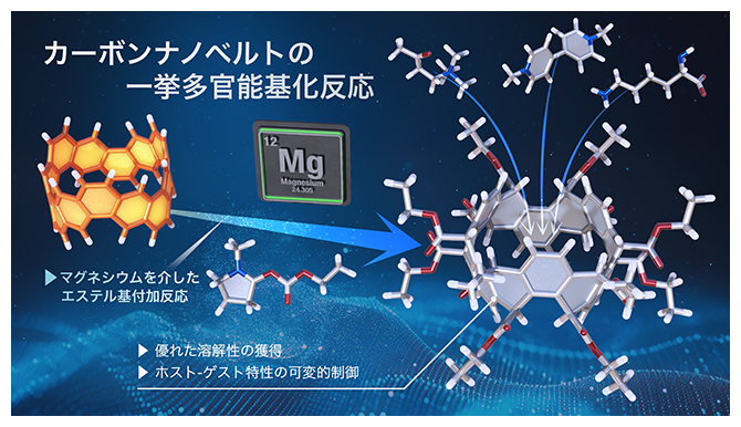 カーボンナノベルトの一挙多官能基化に成功～分子性ナノカーボン材料の応用研究を加速する発見～