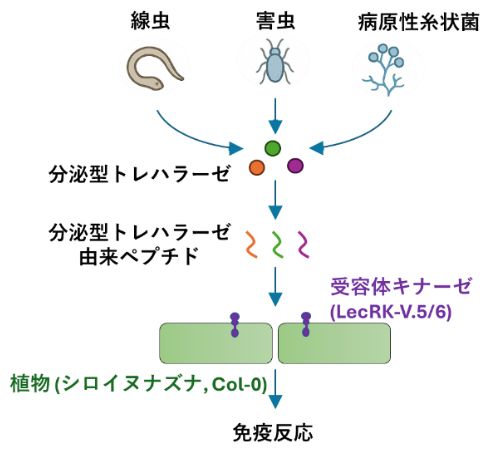 植物は“危険サイン”により寄生線虫を察知する～糸状菌や昆虫も同じ仕組みで認識している可能性～