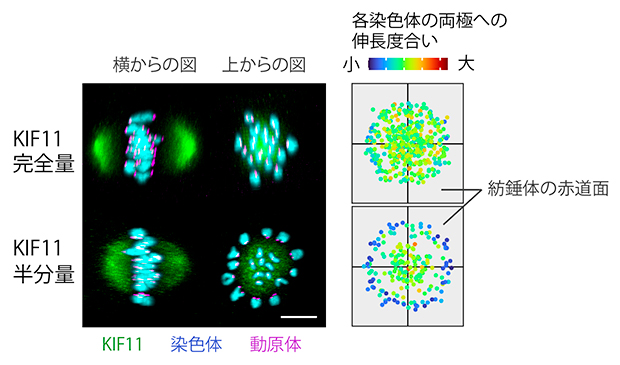 紡錘体内の空間分布で異なるKIF11に依存した染色体の伸長度の図