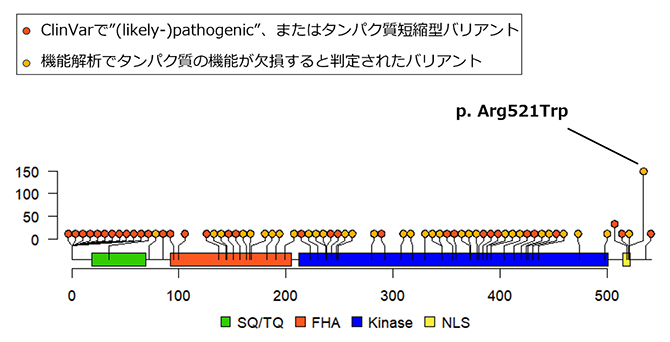 CHEK2に存在する病的バリアントの位置と保有人数の図
