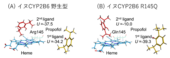 イヌCYP2B6とR145Q変異型の立体構造モデルによるプロポフォール結合部位の比較の図