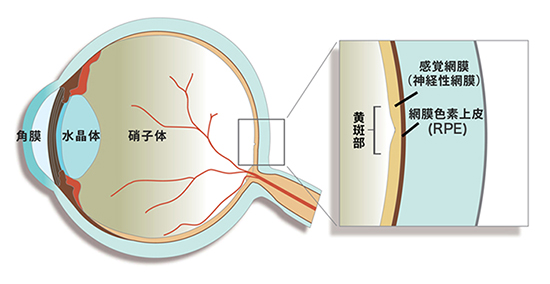眼球の基本構造の図