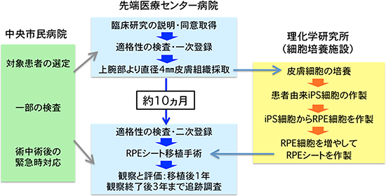 臨床研究の流れと実施体制説明図